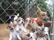 CKC JACK RUSSELL puppies for sale